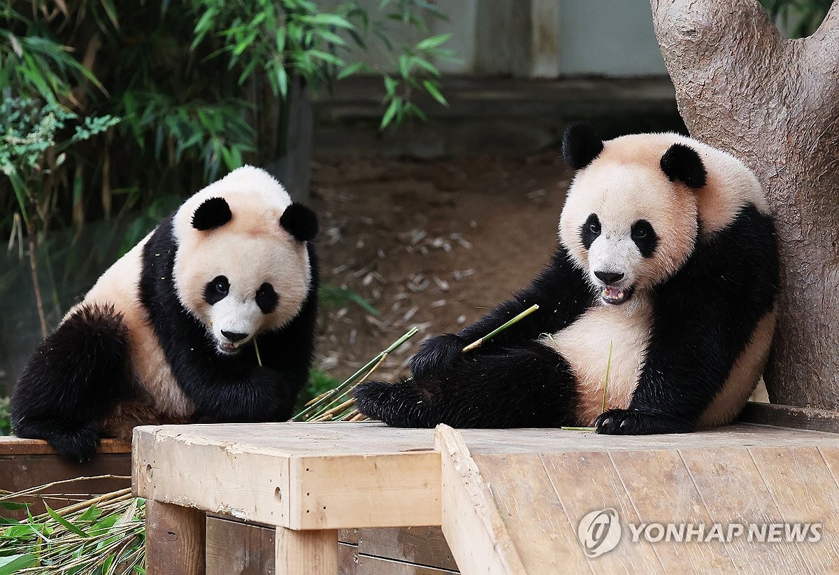 판다 이미지