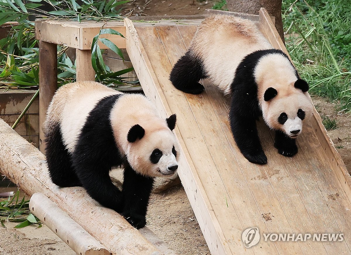 판다 이미지