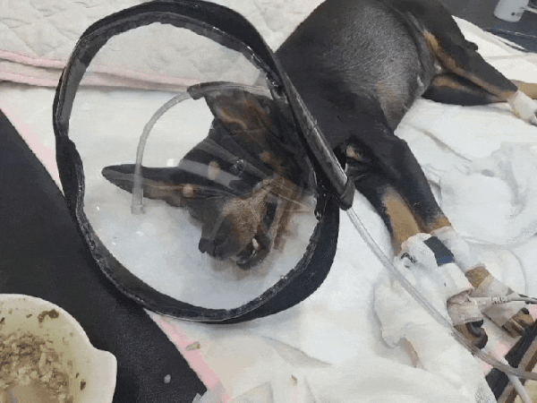 호흡 곤란으로 산소 치료를 받고 있는 해피(로얄동물메디컬센터 제공). ⓒ 뉴스1