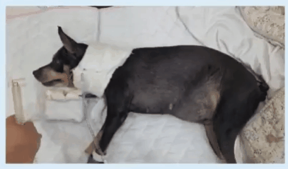 인공호흡기를 떼는 위닝을 시도하는 모습(로얄동물메디컬센터 제공). ⓒ 뉴스1