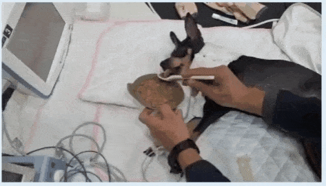 기적의 조짐. 해피가 처음 스스로 습식 사료를 받아먹는 모습(로얄동물메디컬센터 제공) ⓒ 뉴스1