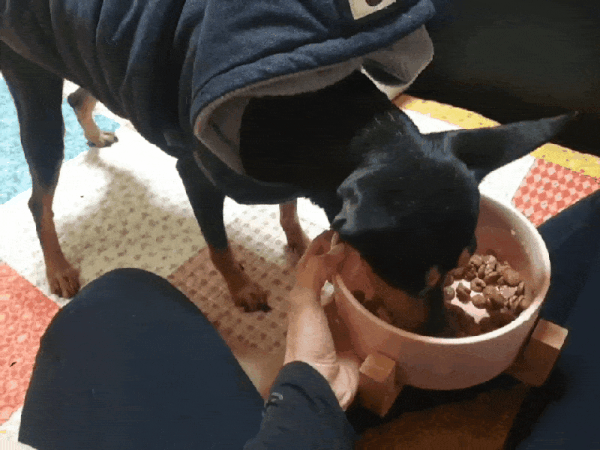 최근 해피가 스스로 밥 먹는 모습(조유미 씨 제공) ⓒ 뉴스1