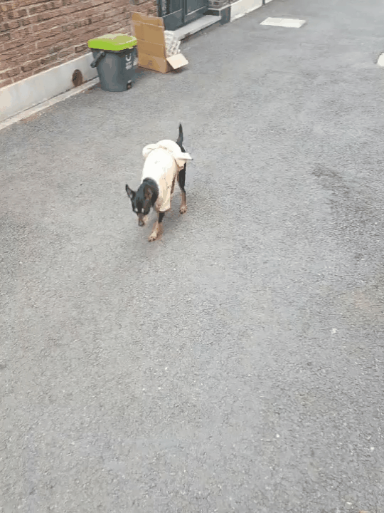 최근 마당에서 산책하며 보호자에게 걸어오는 해피의 모습(조유미 씨 제공) ⓒ 뉴스1