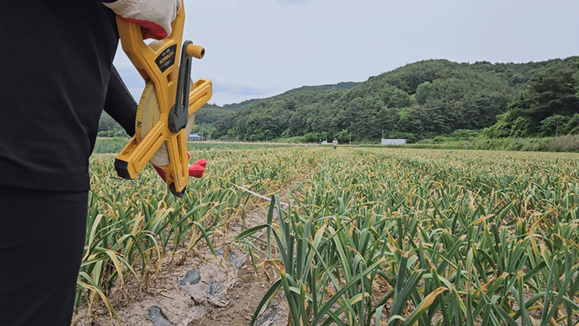 [창녕=뉴시스] 박광온 기자= 사진은 통계청 통계조사원들이 지난 21일 오전 경남 창녕군의 한 마늘밭에서 마늘생산량조사 시연회를 진행하고 있는 모습. 2025.05.21. lighton@newsis.com *재판매 및 DB 금지