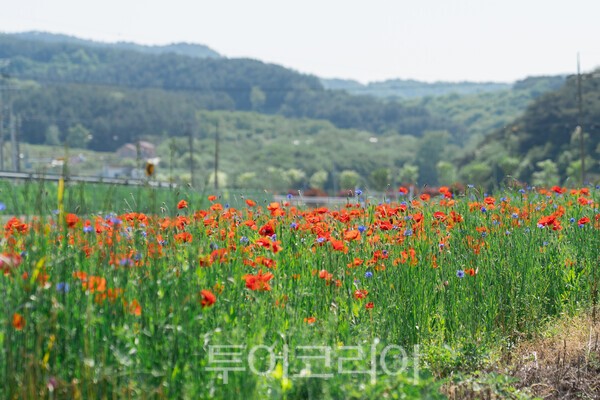하동 이미지