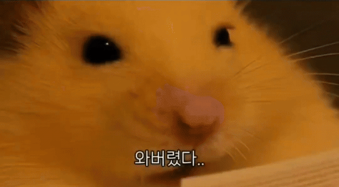 [영상 = 유튜브 채널 ‘정서불안 김햄찌’ 갈무리]