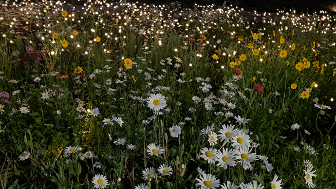 [서울=뉴시스] 박은비 기자 = 갤럭시 S25 엣지로 야간에 밤 늦은 시각 꽃밭을 촬영한 모습. 2025.05.27. silverline@newsis.com