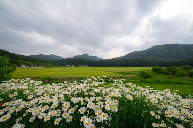 안터 이미지