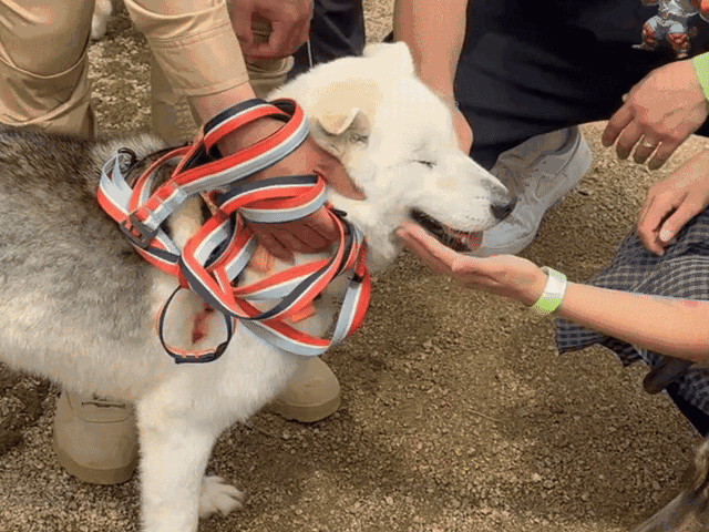 두 눈을 적출당하는 수술을 받았지만, 사람의 쓰다듬을 잘 받아들이는 '쫄랑이'의 모습.