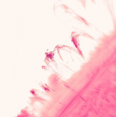 태양 자기장선을 따라 떨어지는 코로나비 (출처=Schmidt et al./NJIT/NSO/AURA/NSF)