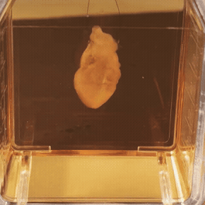 유도만능줄기세포로 만든 심근세포를 주입해 제작한 '미니 심장'이 일본 오사카에서 열리고 있는 '2025 오사카·간사이 엑스포'에 전시돼 있다. 쿠오립스 제공