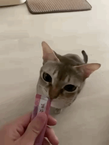 Interviewee Jeong Da-jin's cat Theo takes a nutritional supplement. [JEONG DA-JIN]