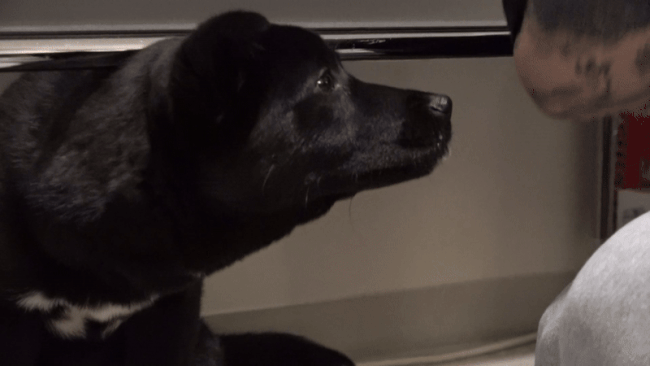 준혁씨를 탐색하기 위해 냄새를 맡는 잉크의 모습. 최민석 기자