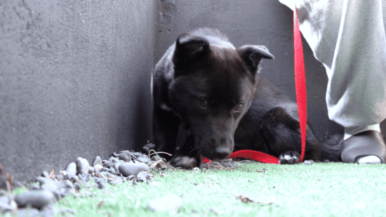 인조 잔디 위에서 냄새를 맡는 잉크. 최민석 기자