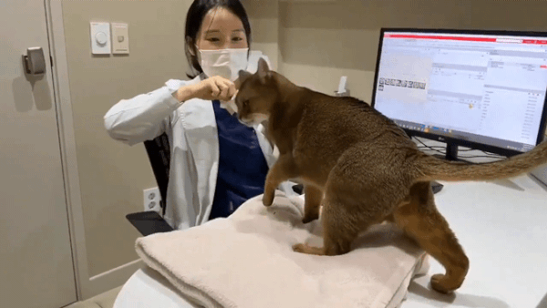 수의사에게 간식을 더 달라고 하는 고양이(으뜸동물의료센터 제공) ⓒ 뉴스1