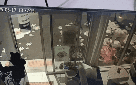 /영상=온라인커뮤니티