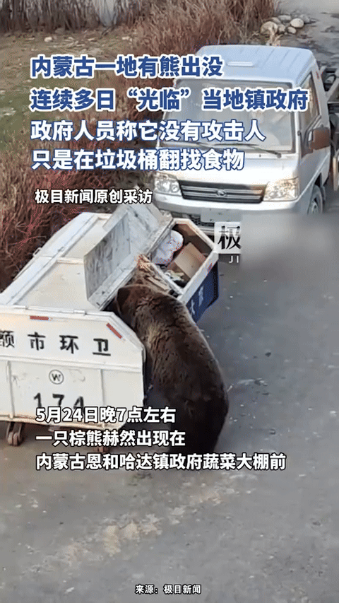 [뉴시스]중국의 한 마을에 야생곰 한 마리가 나타났다.(사진=샤오샹뉴스) *재판매 및 DB 금지