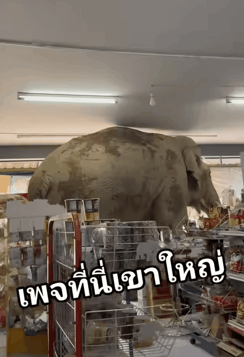 현지시간으로 2일 오후 태국 나콘 랏차시마주(州)에 있는 한 편의점으로 음식을 찾아 들어온 야생 코끼리가 카메라에 포착됐다. 인스타그램 캡처