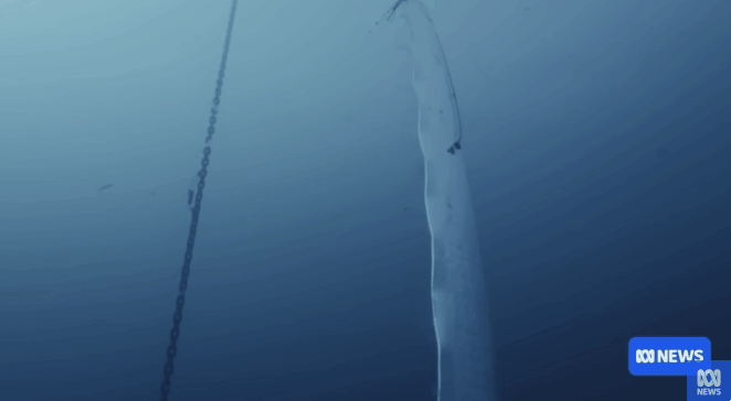 심해에서 촬영된 대형 산갈치 자료 영상. 호주 abc뉴스 제공