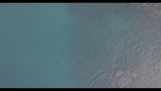 마지막 생존 영상 - 제주대학교 고래 해양생물보전연구센터와 다큐제주 제공