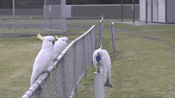 앵무새들이 음수대에서 물을 마시는 법을 배워 화제가 되고 있다. (영상=뉴아트라스 유튜브)