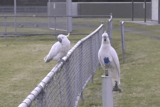 관찰 영상에서는 앵무새들이 음수대를 사용하기 위해 줄을 서서 차례를 기다리는 모습도 포착됐다. 루시 애플린/바이올로지 레터스