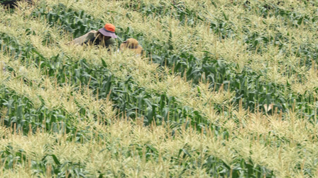 제주 초당옥수수밭