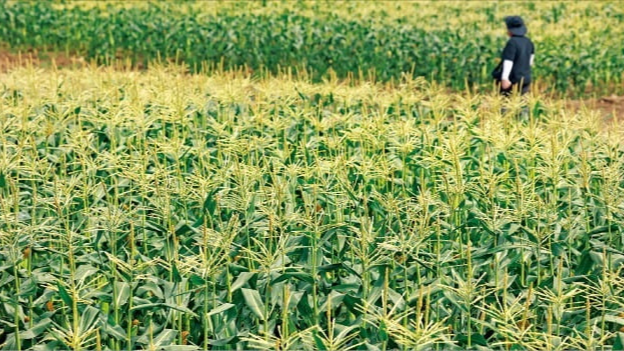 제주 초당옥수수밭