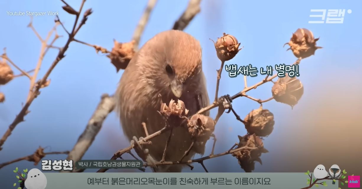 전 국민 대부분이 잘못 알고 있다… '뱁새'라 불린 동물, 사실 이름 따로 있었다 | 폼나는 밥상