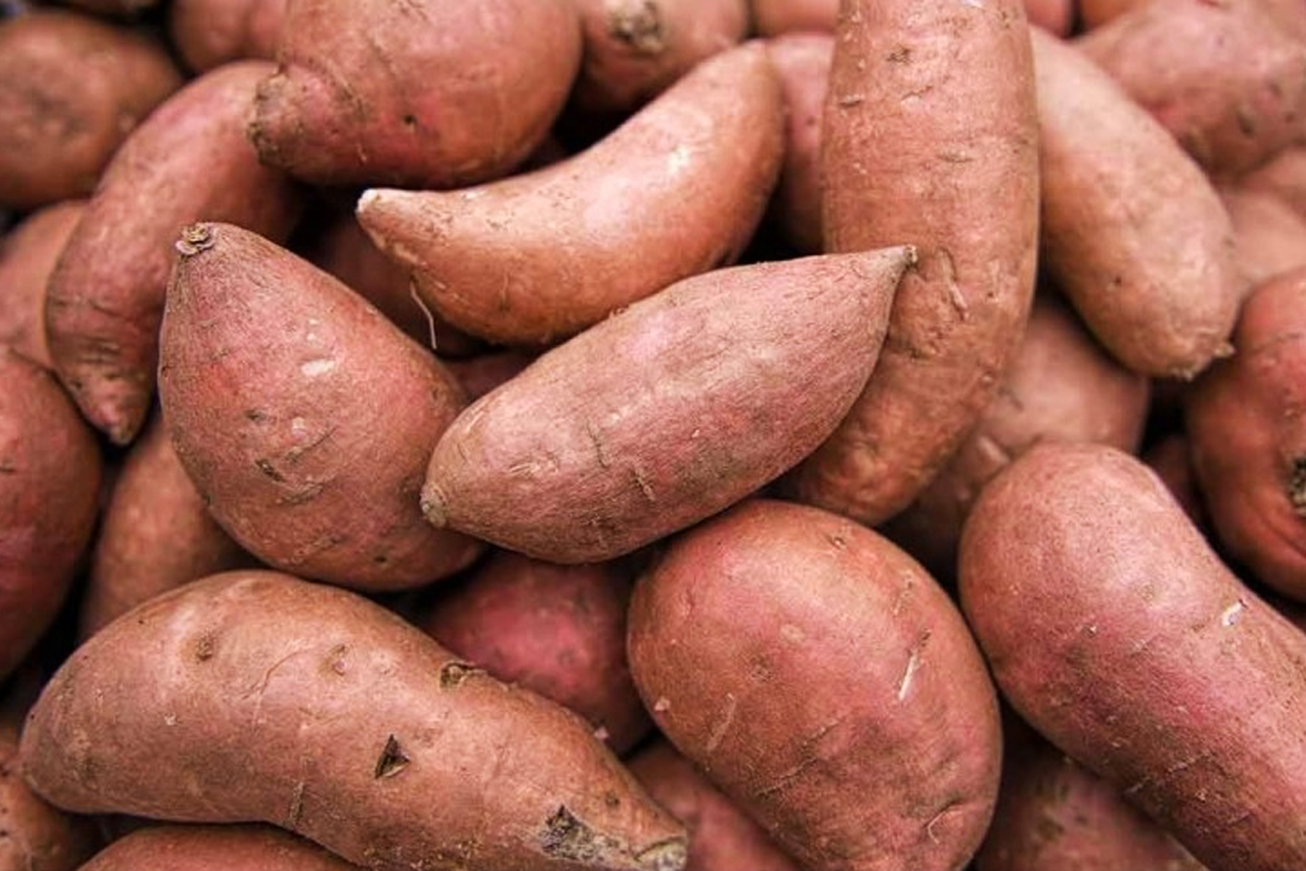 Sweet Potato
