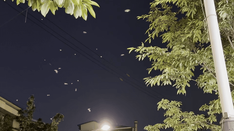 지난달 30일 저녁 서울 성수동 뚝도시장 인근 가로등 주변을 동양하루살이가 떼 지어 날고 있다. 오경민 기자
