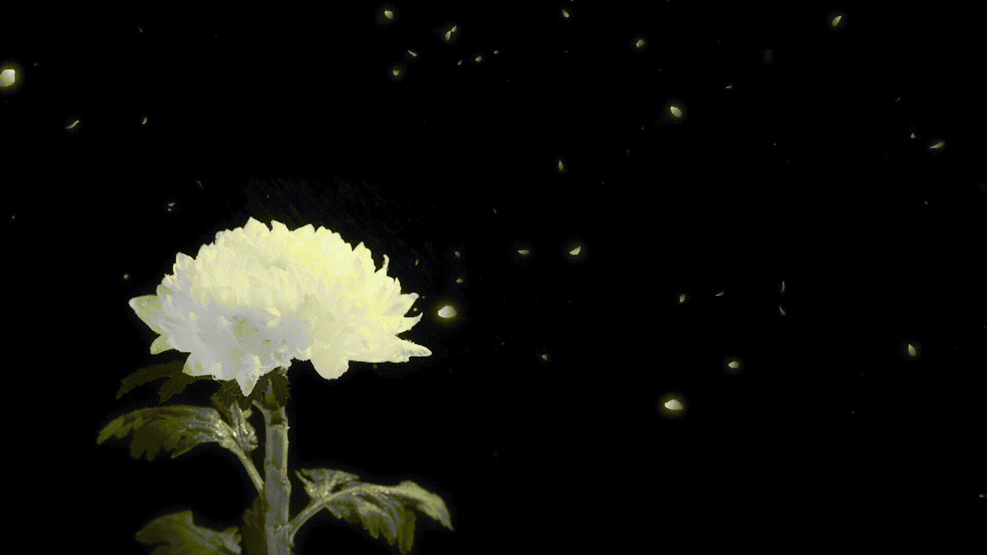 “어떻게 살 것인가”라는 질문보다 어려운 질문은 “어떻게 죽고 싶은가”일지도 모른다. 이미지투데이