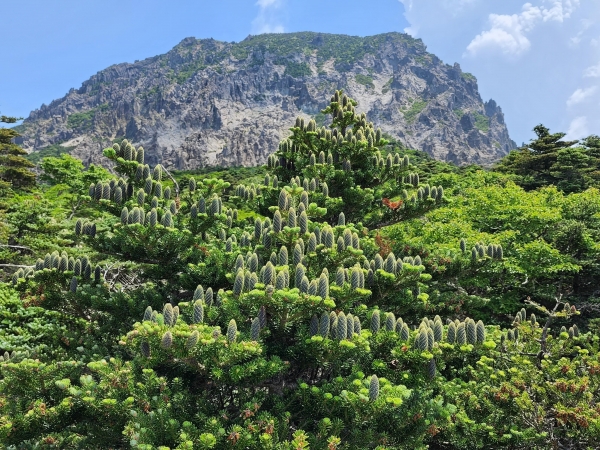 한라산도 이미지