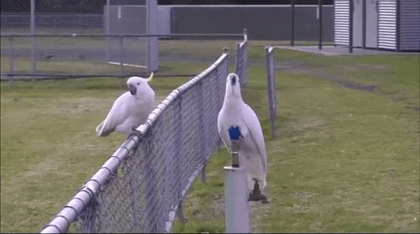 코카투(유황앵무)가 음수대에서 물을 마시고 있다. 펜스에 앉은 앵무새들은 차례를 기다리고 있다. 사진=Klump et al., Biology Letters