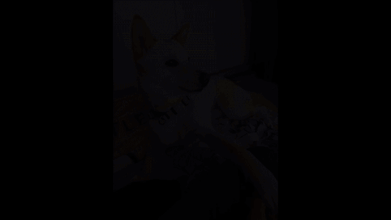 악수하는 백구, 5살 동심이의 모습. 현재 동물단체 팅커벨프로젝트의 일산 중대형견 보호소 '브링미홈'에서 지내고 있다. 제보자 제공