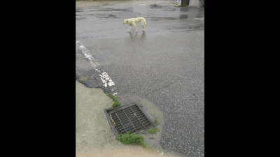 백구 동심이가 유기견 시절부터 이후 구조돼 위탁소에 입소하기까지 지난 3년의 모습. 제보자 제공