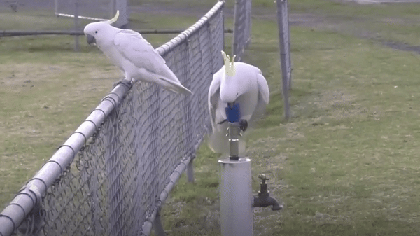 [서울=뉴시스] 호주의 야생 큰유황앵무새가 공공 음수대의 수도꼭지를 발로 조작해 물을 마시는 모습이 포착됐다. (사진 = 라이브사이언스 갈무리) 2025.06.05. *재판매 및 DB 금지
