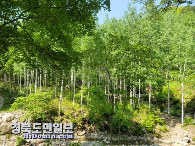 숲 이미지