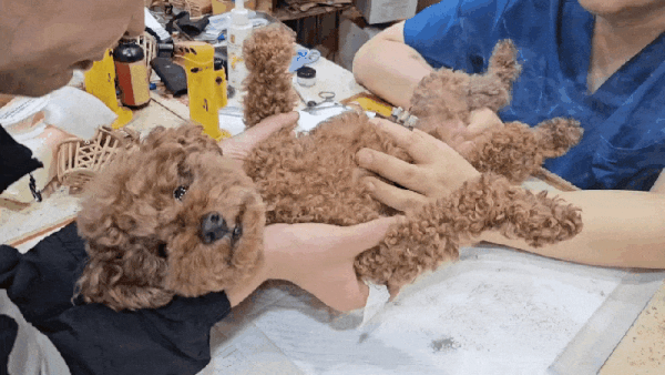 뜸 맞다 깜짝 놀라는 '꼬야' (인스타그램 choe_koya 제공) ⓒ 뉴스1