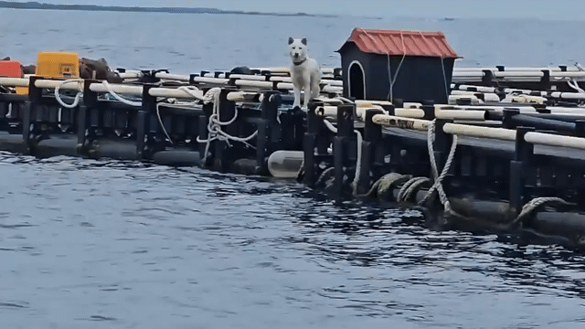 영상=제주 유기견·유기묘 보호센터 행복이네 인스타그램