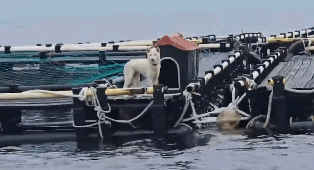 제주 지역 유기 동물 보호소 ‘행복이네’/동물보호단체 ‘케어’ 인스타그램