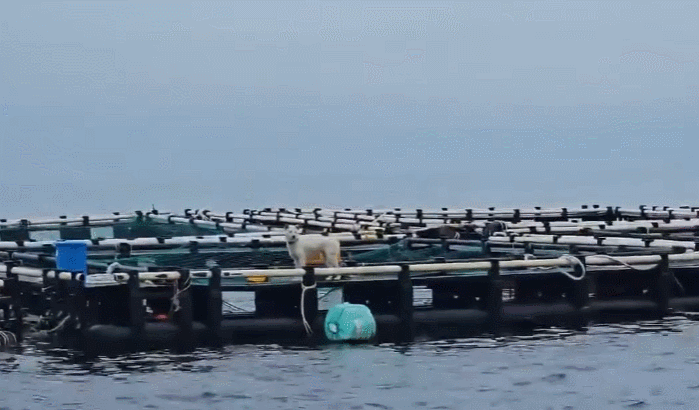 제주 지역 유기 동물 보호소 ‘행복이네’/동물보호단체 ‘케어’ 인스타그램