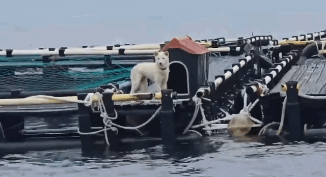 8일 제주 유기견·유기묘 보호소 ‘행복이네’는 서귀포시 안덕면 월라봉 앞바다에 설치된 한 가두리 양식장에 백구 한 마리가 묶여있다는 제보를 받았다. 이후 행복이네는 9일 동물보호단체 ‘케어’와 공동 구조 작업에 나섰으나, 한발 빠르게 백구를 데려간 견주는 동물 학대 혐의를 부인하고 있다. 2025.6.8 행복이네