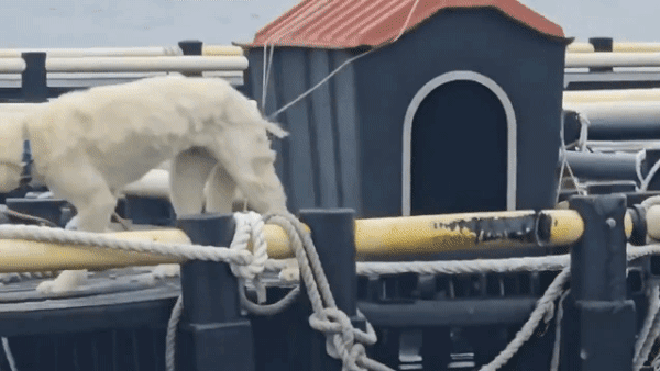 8일 제주 유기견·유기묘 보호소 ‘행복이네’는 서귀포시 안덕면 월라봉 앞바다에 설치된 한 가두리 양식장에 백구 한 마리가 묶여있다는 제보를 받았다. 이후 행복이네는 9일 동물보호단체 ‘케어’와 공동 구조 작업에 나섰으나, 한발 빠르게 백구를 데려간 견주는 동물 학대 혐의를 부인하고 있다. 2025.6.8 행복이네