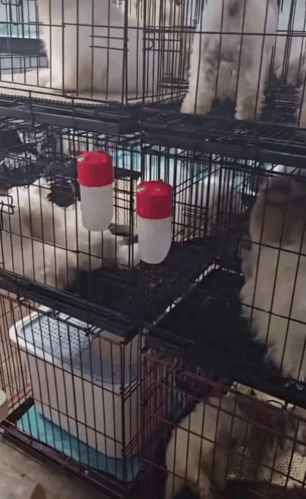 A씨가 공개한 모 분양업체의 견사 내부 영상(A씨 제공) ⓒ 뉴스1