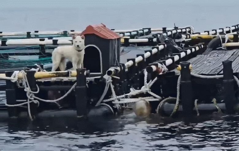 /사진=행복이네 SNS 갈무리