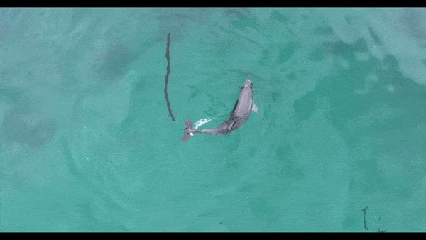 새끼 남방큰돌고래 ‘종달이’가 지난해 1월 제자리를 빙빙 맴도는 정형행동을 하고 있다. 동물이 극심한 스트레스를 받으면 무의미한 행동을 반복한다. [다큐제주 제공]