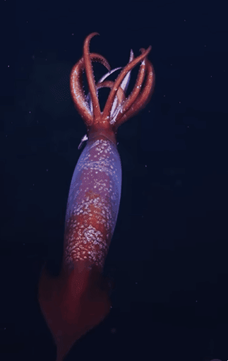 미국 슈미트해양연구소 연구진이 지난해 12월 수심 2152m 지점의 남극 깊은 바다에서 촬영한 남극 고나투스 오징어(학명 Gonatus antarcticus)의 모습. 내셔널 지오그래픽 제공