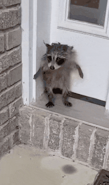 매사추세츠주 벤처타운에 사는 한 주민이 집 문 앞에서 아기 라쿤 한 마리를 발견한 모습. /사진=SNS 갈무리