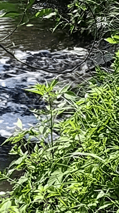 오산 서랑동 서랑천 인근에서 정체 불명의 오폐수가 하천으로 무단 방류돼 인근 황구지천으로의 오염확산 가능성이 제기되고 있다. 독자제공